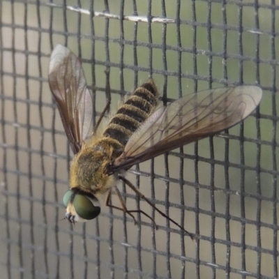 Comptosia sp. (genus) (Unidentified Comptosia bee fly) at Pollinator-friendly garden Conder - 6 Mar 2018 by michaelb