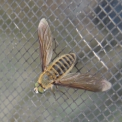 Comptosia (genus) at Conder, ACT - 7 Mar 2018 09:07 AM