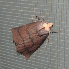 Fisera eribola (Orange-hooded Crest-moth) at Conder, ACT - 27 Mar 2018 by michaelb