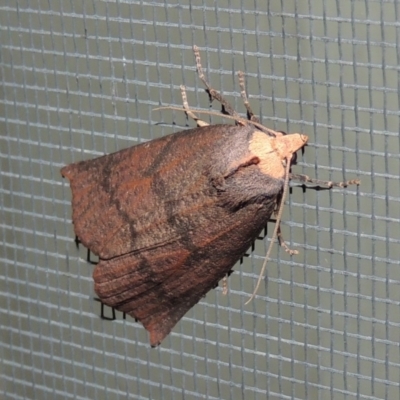 Fisera eribola (Orange-hooded Crest-moth) at Conder, ACT - 27 Mar 2018 by michaelb