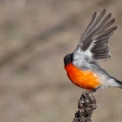 Petroica phoenicea (Flame Robin) at Isaacs Ridge - 8 Jul 2018 by roymcd