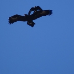 Aquila audax at Isaacs Ridge - 8 Jul 2018 03:38 PM