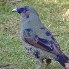 Ptilonorhynchus violaceus (Satin Bowerbird) at Acton, ACT - 3 Jul 2018 by roymcd