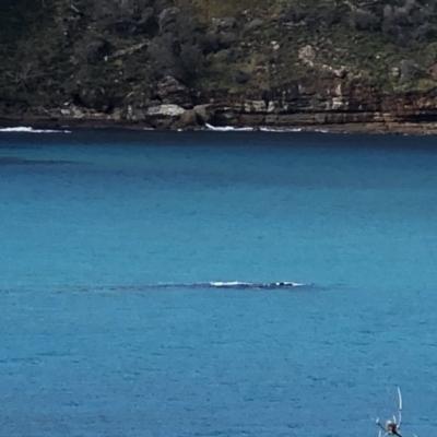 Eubalaena australis (Southern Right Whale) at Booderee National Park1 - 30 Jun 2018 by haze4rob