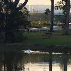 Platalea regia (Royal Spoonbill) at Undefined - 9 Jul 2018 by Megan123