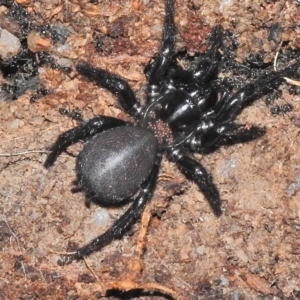 Hadronyche sp. (genus) at Tennent, ACT - 10 Jul 2018