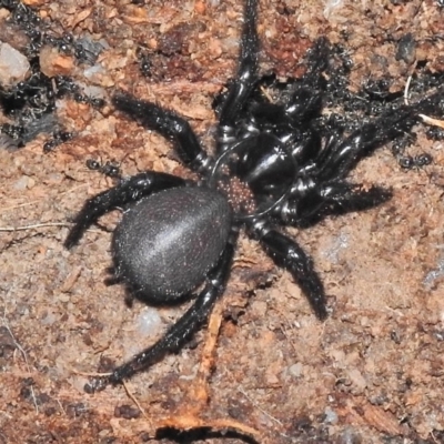 Hadronyche sp. (genus) (A funnel web) at Tennent, ACT - 10 Jul 2018 by JohnBundock