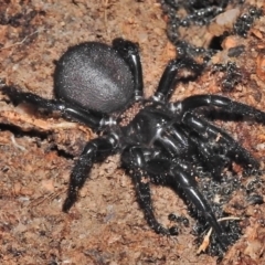 Hadronyche sp. (genus) at Tennent, ACT - 10 Jul 2018