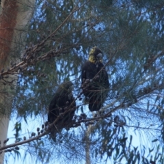 Calyptorhynchus lathami lathami (Glossy Black-Cockatoo) at Undefined - 2 Feb 2018 by Terrance