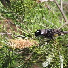 Phylidonyris novaehollandiae (New Holland Honeyeater) at Undefined - 4 Jan 2018 by Terrance