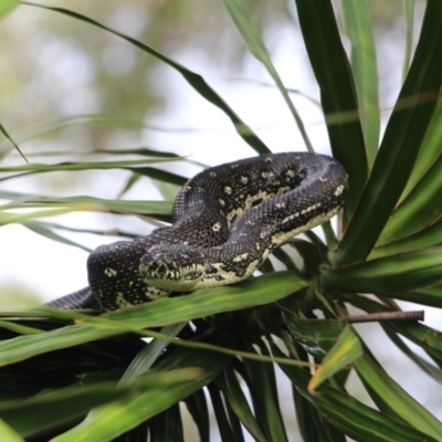 Morelia spilota spilota (Diamond Python) at Undefined - 20 Apr 2017 by Terrance