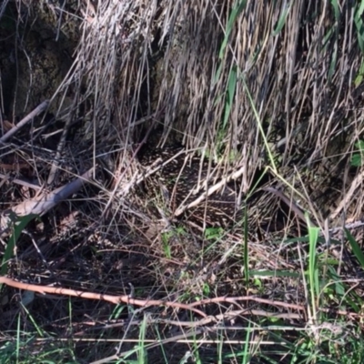 Tachyglossus aculeatus (Short-beaked Echidna) at Undefined - 10 Jul 2018 by Firetail