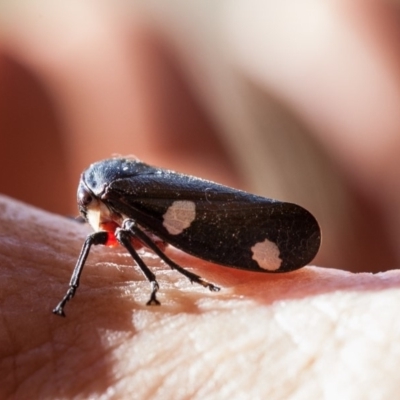 Eurymela distincta (Gumtree leafhopper) at Murrumbateman, NSW - 10 Jul 2018 by SallyandPeter