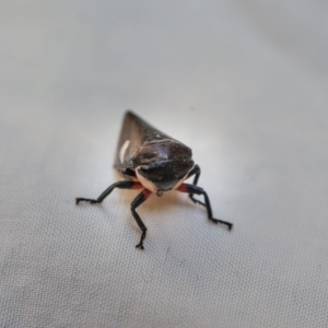 Eurymela distincta at Murrumbateman, NSW - 10 Jul 2018 02:18 PM