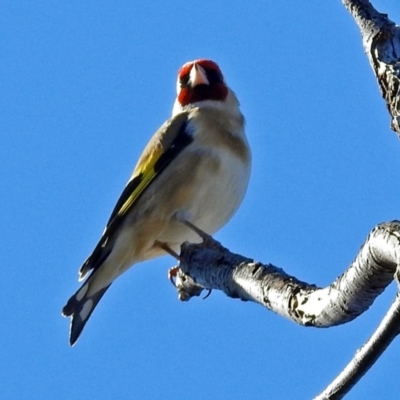 Carduelis carduelis (European Goldfinch) at Paddys River, ACT - 10 Jul 2018 by RodDeb