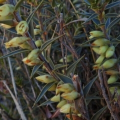 Melichrus urceolatus (Urn Heath) at Paddys River, ACT - 10 Jul 2018 by RodDeb