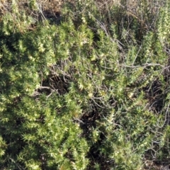 Melichrus urceolatus at Paddys River, ACT - 10 Jul 2018 01:38 PM