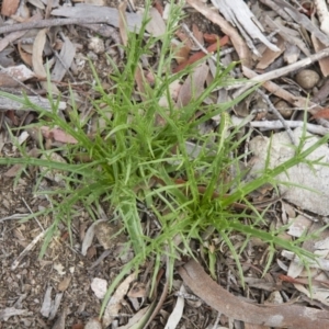 Eryngium ovinum at Michelago, NSW - 9 Oct 2016