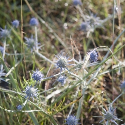 Eryngium ovinum (Blue Devil) at Michelago, NSW - 5 Jan 2015 by Illilanga