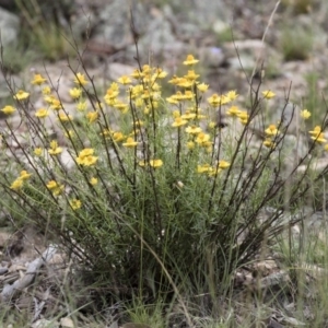 Xerochrysum viscosum at Michelago, NSW - 23 Dec 2017