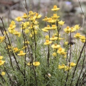 Xerochrysum viscosum at Michelago, NSW - 23 Dec 2017