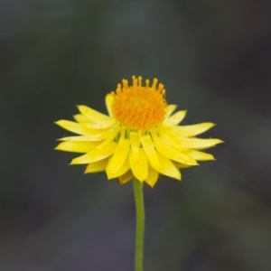 Xerochrysum viscosum at Michelago, NSW - 2 Apr 2013 04:18 PM