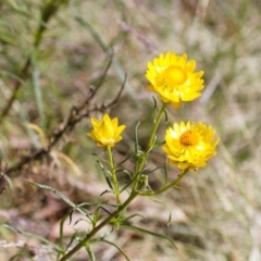 Xerochrysum viscosum (Sticky Everlasting) at Michelago, NSW - 1 Dec 2014 by Illilanga