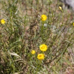 Xerochrysum viscosum at Illilanga & Baroona - 1 Dec 2014 08:40 AM