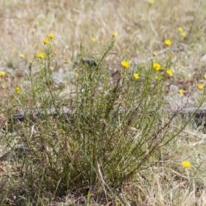 Xerochrysum viscosum at Illilanga & Baroona - 1 Dec 2014 08:40 AM