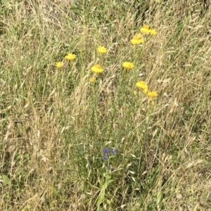 Xerochrysum viscosum at Illilanga & Baroona - 29 Nov 2015 04:29 PM