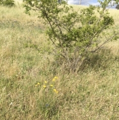 Xerochrysum viscosum at Illilanga & Baroona - 29 Nov 2015 04:29 PM