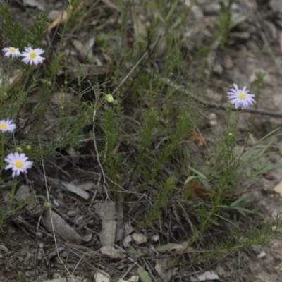 Brachyscome rigidula (Hairy Cut-leaf Daisy) at Michelago, NSW - 23 Dec 2017 by Illilanga