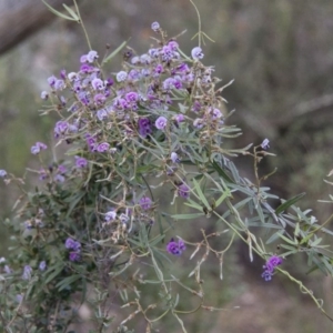 Glycine clandestina at Michelago, NSW - 6 Nov 2010