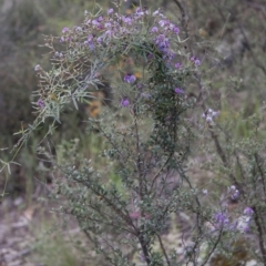 Glycine clandestina at Michelago, NSW - 6 Nov 2010