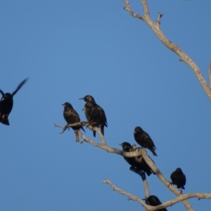 Sturnus vulgaris at Isaacs, ACT - 10 Jul 2018 05:21 PM