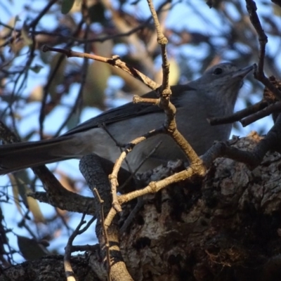 Colluricincla harmonica (Grey Shrikethrush) at Isaacs, ACT - 10 Jul 2018 by Mike