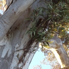 Muellerina eucalyptoides (Creeping Mistletoe) at Isaacs Ridge - 10 Jul 2018 by Mike