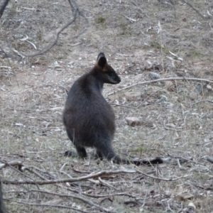 Wallabia bicolor at Isaacs, ACT - 10 Jul 2018