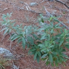 Pittosporum undulatum (Sweet Pittosporum) at Isaacs, ACT - 10 Jul 2018 by Mike