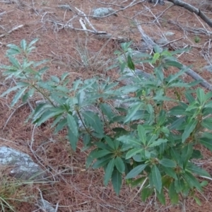 Pittosporum undulatum at Isaacs, ACT - 10 Jul 2018