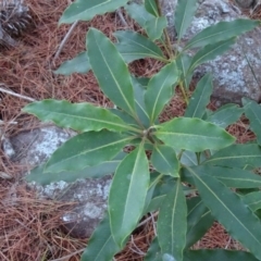 Pittosporum undulatum at Isaacs, ACT - 10 Jul 2018