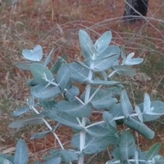 Eucalyptus globulus subsp. bicostata (Southern Blue Gum, Eurabbie) at Isaacs, ACT - 10 Jul 2018 by Mike