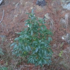 Pittosporum undulatum (sweet pittosporum) at Isaacs Ridge - 10 Jul 2018 by Mike