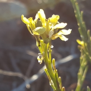 Hirschfeldia incana at Isaacs, ACT - 10 Jul 2018 04:05 PM