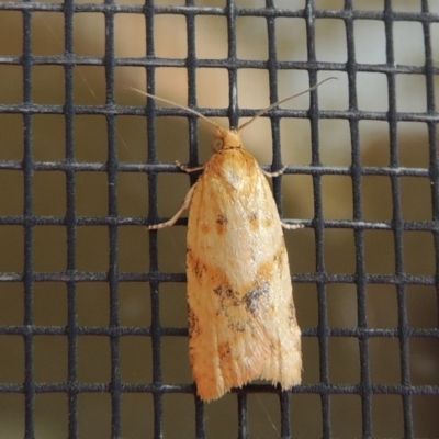 Merophyas divulsana (Lucerne Leafroller) at Conder, ACT - 21 Apr 2018 by michaelb