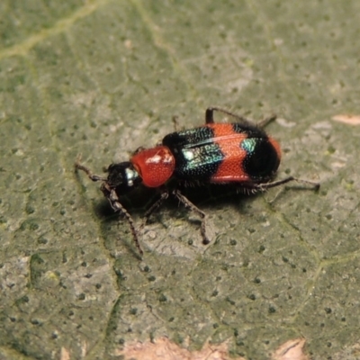 Dicranolaius bellulus (Red and Blue Pollen Beetle) at Pollinator-friendly garden Conder - 10 Apr 2018 by michaelb