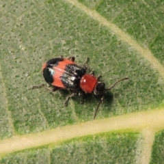 Dicranolaius bellulus at Conder, ACT - 10 Apr 2018