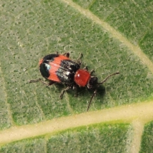 Dicranolaius bellulus at Conder, ACT - 10 Apr 2018