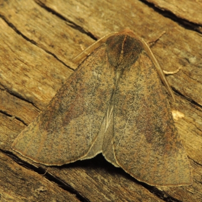 Fisera belidearia (Two-toned Crest-moth) at Conder, ACT - 7 Jun 2018 by michaelb