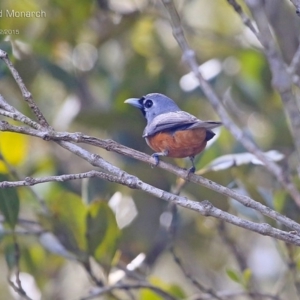 Monarcha melanopsis at Garrads Reserve Narrawallee - 24 Feb 2015 12:00 AM